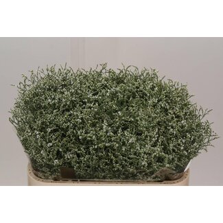 Freshy Limonium Sin Clear Diamon