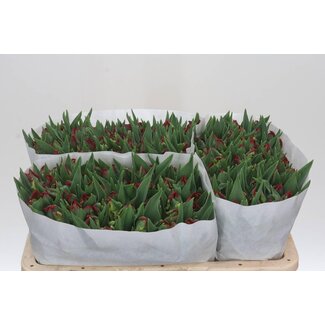 Freshy Tulipa parkiet Seadov Parrot