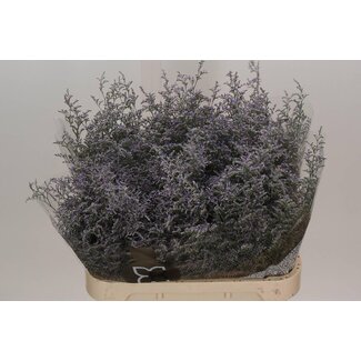 Freshy Limonium Misty Blue