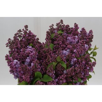 Freshy Syringa per Bos