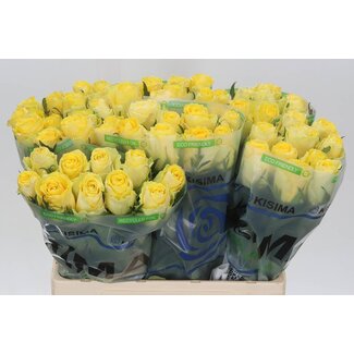 Freshy Rosa Good Times