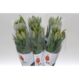 Freshy Tu. En Menton (frans)