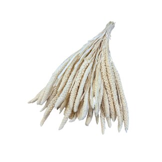 Dolce Vita Gedroogde Gebleekte Setaria Italica | Kleur: Wit | Lengte ± 65 centimeter | Gewicht 130 gram | Per bos