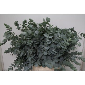 Freshy Eucalyptus Cinerea 300gr (p. bos)