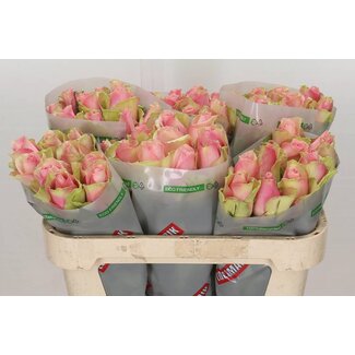 Freshy Rosa Belle Rose