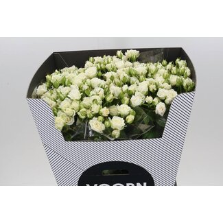 Freshy R tros Josephine Voorn