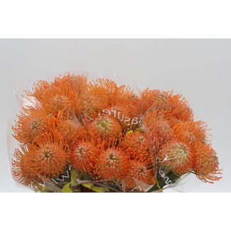 Freshy Nutans Soleil