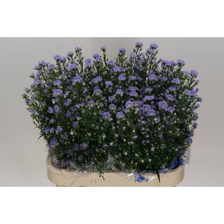 Freshy Aster Cassandra