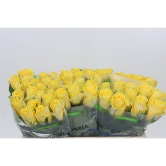 Freshy Rosa Good Times