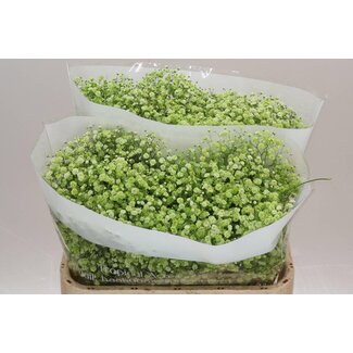 Freshy Gyps Kleurbehandeld Apple Green