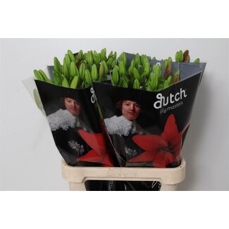 Freshy Lelie Longi x Aziatic Aqua Ducati