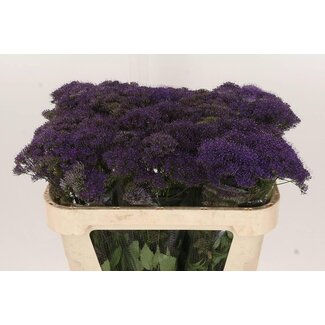 Freshy Trachelium Pu Lake Michig