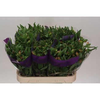 Freshy Alstroemeria Bali
