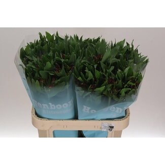 Freshy Alstroemeria Rockstar