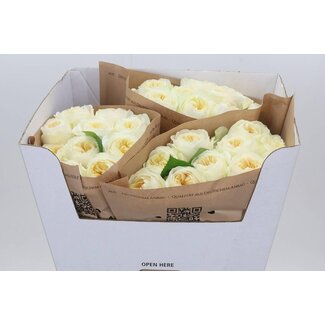 Freshy Rosa Wedding Chapel