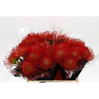 Freshy Nutans Succession