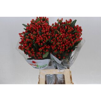 Freshy Hypericum Go Top