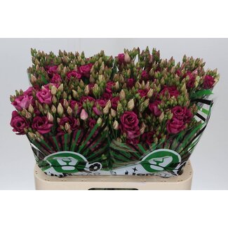 Freshy Eustoma Gevuld Rosita Cherry