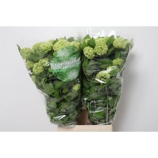 Freshy Sneeuwbal 4 Kop