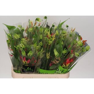 Freshy Gloriosa S Fifty Shades