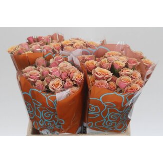 Freshy R tros Antigua