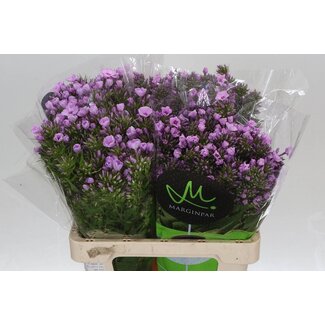 Freshy Phlox P Violet Eyes
