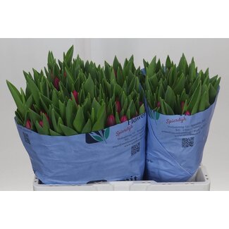 Freshy Tulp enkel Pink Ardour