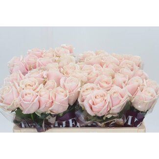 Freshy Rosa Sweet Avalanche