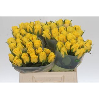 Freshy Rosa Moonwalk