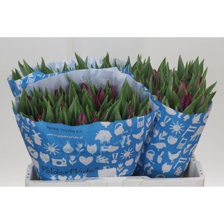 Freshy Tulp enkel Duet