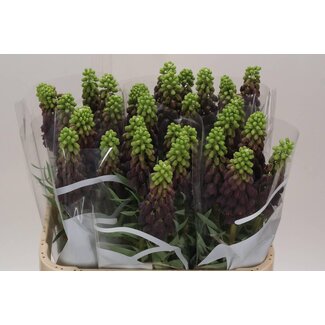 Freshy Fritillaria Persica