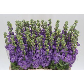 Freshy Violier Mathilda Lavender