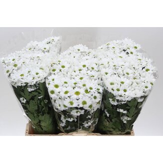 Freshy Chrysant santini Legend