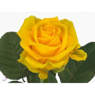 Freshy Rosa Penny Lane