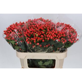 Freshy Hypericum Mag Roy Princess