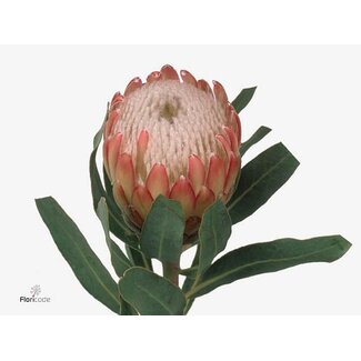 Freshy Protea Susara