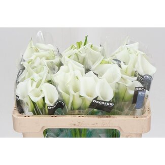 Freshy Zantedeschia Crystal Blush Dubbelbloemig