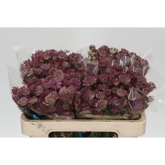 Freshy Astrantia Roma