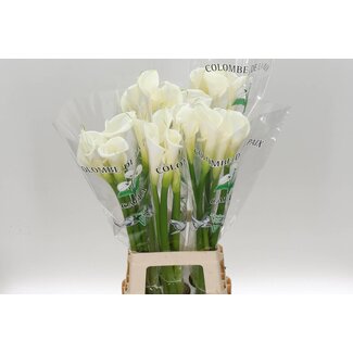 Freshy Zantedeschia Ae Colombe Paix