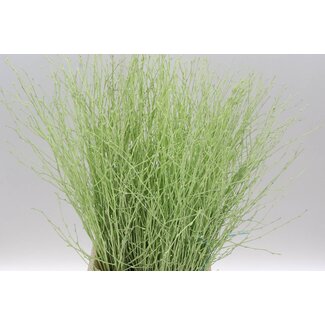 Freshy Berk Green (p. bos)