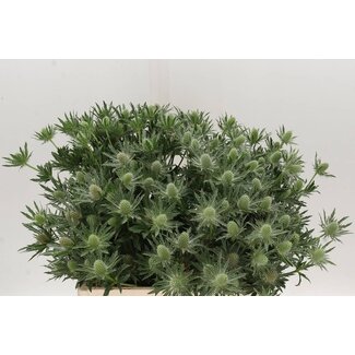 Freshy Eryngium Sirius Questar