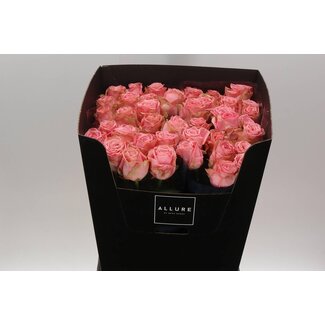 Freshy Rosa Sophia Loren Allure