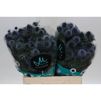 Freshy Eryngium Scorpius Questar