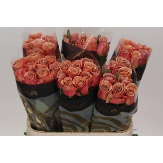 Freshy Rosa Moccachino