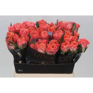 Freshy Rosa Blushing Reeva