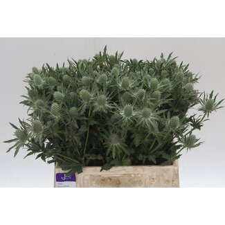 Freshy Eryngium Sirius Questar