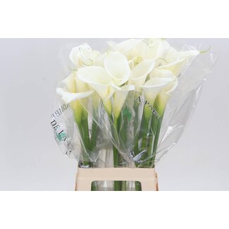 Freshy Zantedeschia Ae Colombe Paix