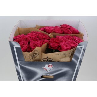 Freshy Rosa Pink N Pretty