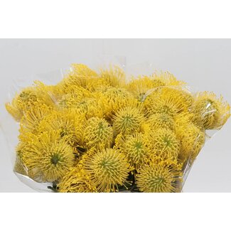 Freshy Nutans Nut High Gold