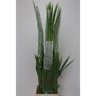 Freshy Gladiolus groot Piet Mohlen